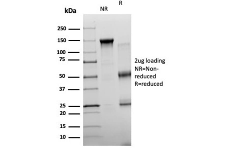 SDS-PAGE - Anti-NeuroG3 Antibody [PCRP-NEUROG3-1E10] - BSA and Azide free (A278318) - Antibodies.com