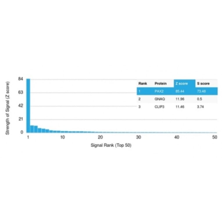 Protein Array - Anti-PAX2 Antibody [PAX2/1105] - BSA and Azide free (A278319) - Antibodies.com