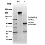 SDS-PAGE - Anti-PBX1 Antibody [PCRP-PBX1-3C8] - BSA and Azide free (A278320) - Antibodies.com