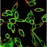 Immunofluorescence - Anti-PBX1 Antibody [PCRP-PBX1-3C8] - BSA and Azide free (A278320) - Antibodies.com