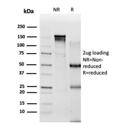 SDS-PAGE - Anti-PBX2 Antibody [PCRP-PBX2-1C4] - BSA and Azide free (A278321) - Antibodies.com