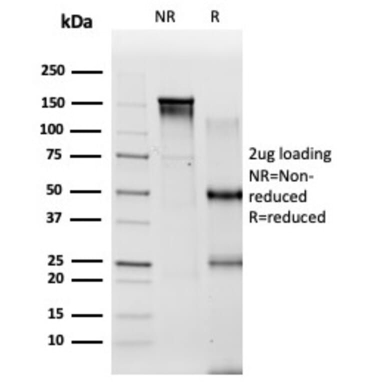 SDS-PAGE - Anti-PBX2 Antibody [PCRP-PBX2-1C4] - BSA and Azide free (A278321) - Antibodies.com
