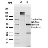 SDS-PAGE - Anti-PBX2 Antibody [PCRP-PBX2-1C4] - BSA and Azide free (A278321) - Antibodies.com