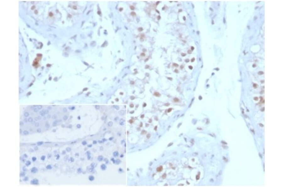Immunohistochemistry - Anti-Geminin Antibody [GMNN/3665] - BSA and Azide free (A278322) - Antibodies.com