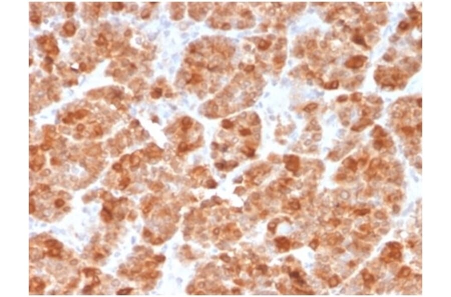 Immunohistochemistry - Anti-Geminin Antibody [GMNN/3665] - BSA and Azide free (A278322) - Antibodies.com