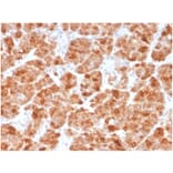 Immunohistochemistry - Anti-Geminin Antibody [GMNN/3665] - BSA and Azide free (A278322) - Antibodies.com