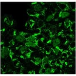 Immunofluorescence - Anti-Geminin Antibody [GMNN/3665] - BSA and Azide free (A278322) - Antibodies.com