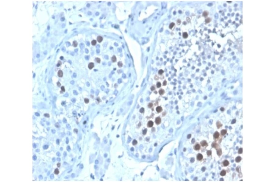 Immunohistochemistry - Anti-Geminin Antibody [GMNN/4033] - BSA and Azide free (A278323) - Antibodies.com