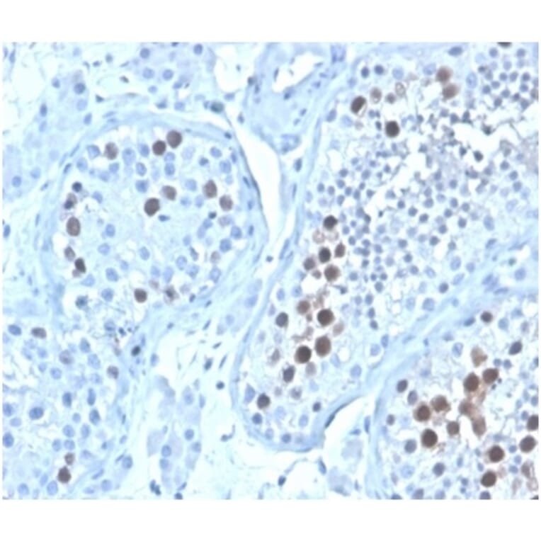 Immunohistochemistry - Anti-Geminin Antibody [GMNN/4033] - BSA and Azide free (A278323) - Antibodies.com