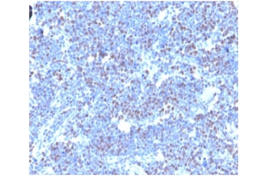 Immunohistochemistry - Anti-Geminin Antibody [GMNN/4033] - BSA and Azide free (A278323) - Antibodies.com