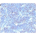 Immunohistochemistry - Anti-Geminin Antibody [GMNN/4033] - BSA and Azide free (A278323) - Antibodies.com