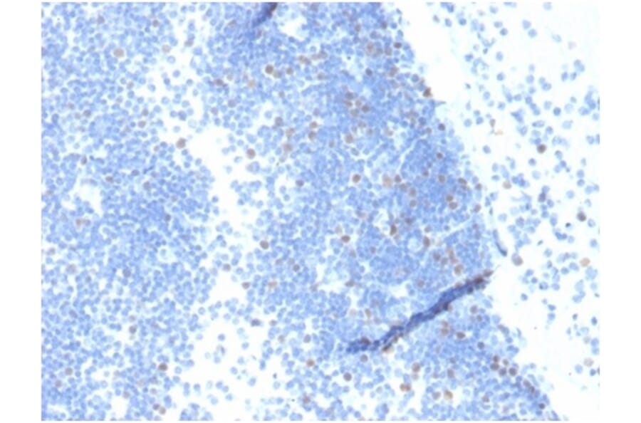 Immunohistochemistry - Anti-Geminin Antibody [GMNN/4033] - BSA and Azide free (A278323) - Antibodies.com
