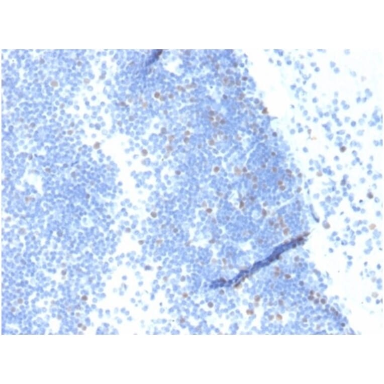 Immunohistochemistry - Anti-Geminin Antibody [GMNN/4033] - BSA and Azide free (A278323) - Antibodies.com