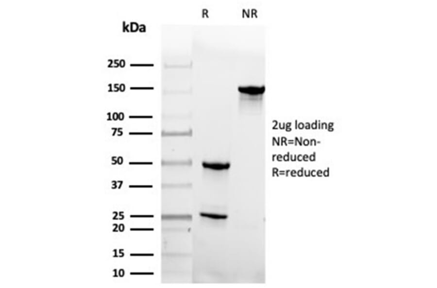 SDS-PAGE - Anti-Geminin Antibody [GMNN/4033] - BSA and Azide free (A278323) - Antibodies.com