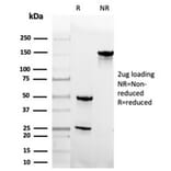 SDS-PAGE - Anti-Geminin Antibody [GMNN/4033] - BSA and Azide free (A278323) - Antibodies.com