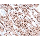 Immunohistochemistry - Anti-PCNA Antibody [PCNA/6580] - BSA and Azide free (A278324) - Antibodies.com