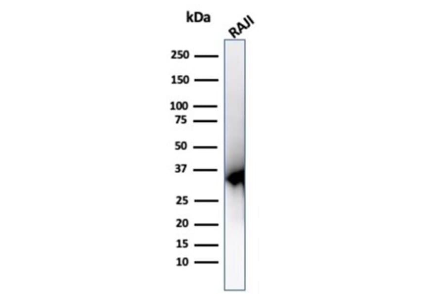 Western Blot - Anti-PCNA Antibody [PCNA/6580] - BSA and Azide free (A278324) - Antibodies.com