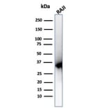 Western Blot - Anti-PCNA Antibody [PCNA/6580] - BSA and Azide free (A278324) - Antibodies.com