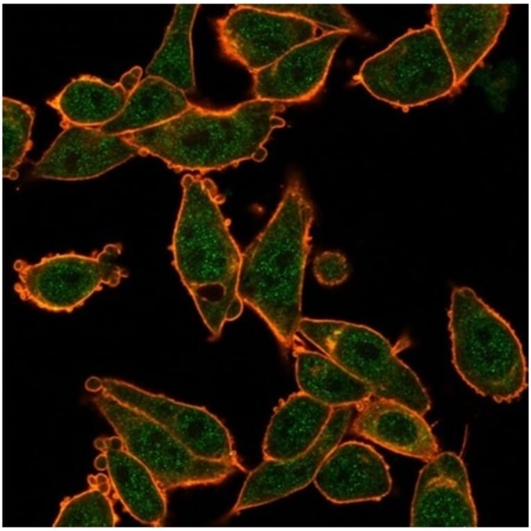 Immunofluorescence - Anti-ZNF639 Antibody [PCRP-ZNF639-2B2] - BSA and Azide free (A278325) - Antibodies.com