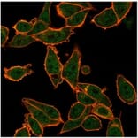 Immunofluorescence - Anti-ZNF639 Antibody [PCRP-ZNF639-2B2] - BSA and Azide free (A278325) - Antibodies.com