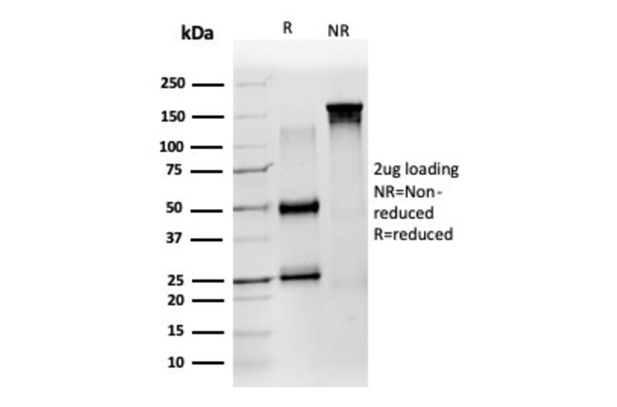 SDS-PAGE - Anti-ZNF639 Antibody [PCRP-ZNF639-2B2] - BSA and Azide free (A278325) - Antibodies.com