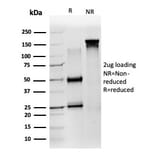 SDS-PAGE - Anti-ZNF639 Antibody [PCRP-ZNF639-2B2] - BSA and Azide free (A278325) - Antibodies.com