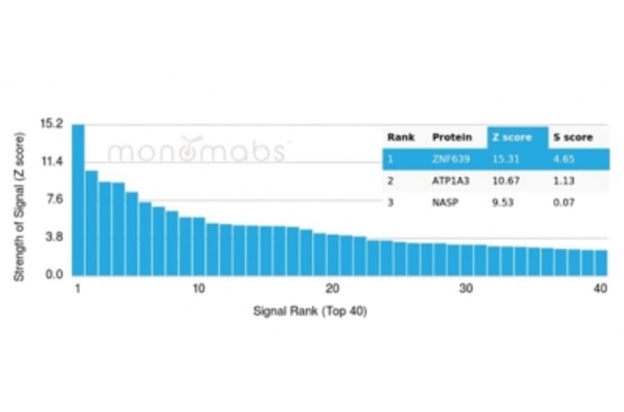 Protein Array - Anti-ZNF639 Antibody [PCRP-ZNF639-2B2] - BSA and Azide free (A278325) - Antibodies.com