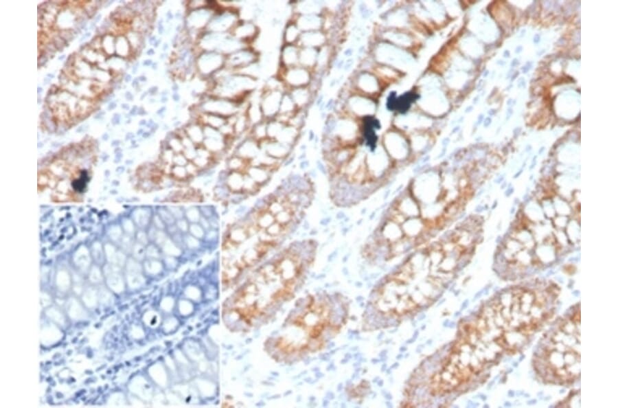 Immunohistochemistry - Anti-PDGFB Antibody [PDGFB/3071] - BSA and Azide free (A278326) - Antibodies.com