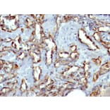 Immunohistochemistry - Anti-CD31 Antibody [C31.3 + JC/70A] - BSA and Azide free (A278329) - Antibodies.com