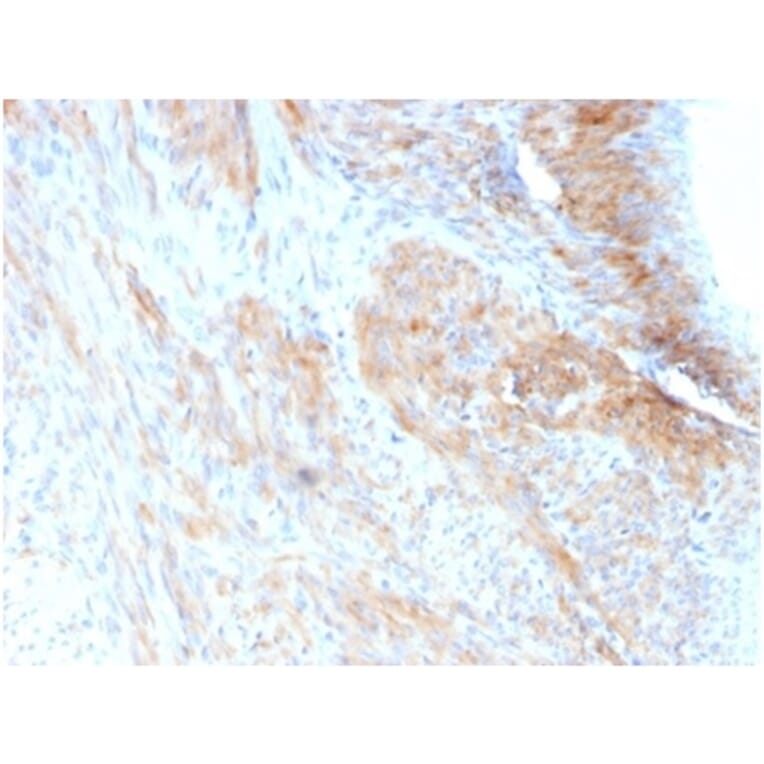 Immunohistochemistry - Anti-Phosphoglucomutase 5 Antibody [PGM5/3552] - BSA and Azide free (A278330) - Antibodies.com