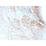 Immunohistochemistry - Anti-Phosphoglucomutase 5 Antibody [PGM5/3552] - BSA and Azide free (A278330) - Antibodies.com