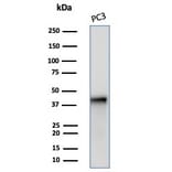 Western Blot - Anti-Maspin Antibody [SERPINB5/4972] - BSA and Azide free (A278332) - Antibodies.com