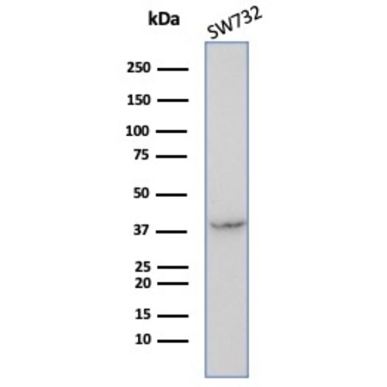 Western Blot - Anti-Maspin Antibody [SERPINB5/4972] - BSA and Azide free (A278332) - Antibodies.com