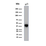 Western Blot - Anti-Maspin Antibody [SERPINB5/4975] - BSA and Azide free (A278333) - Antibodies.com