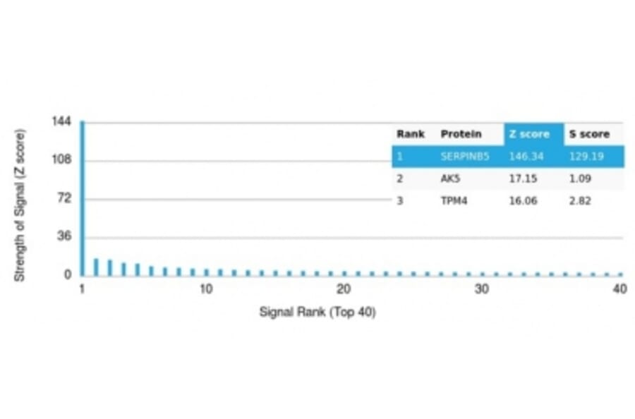 Protein Array - Anti-Maspin Antibody [SERPINB5/4975] - BSA and Azide free (A278333) - Antibodies.com