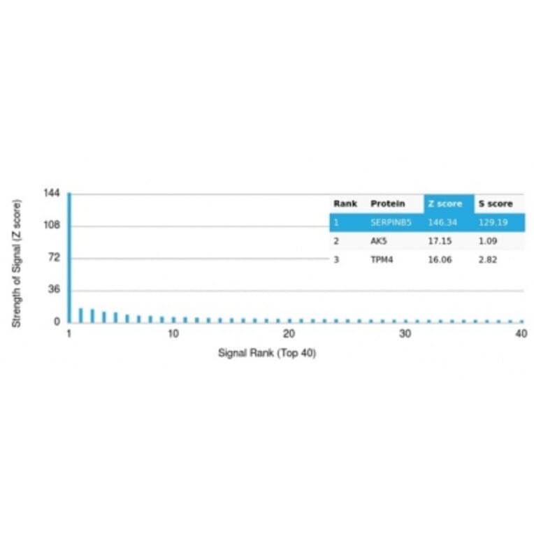 Protein Array - Anti-Maspin Antibody [SERPINB5/4975] - BSA and Azide free (A278333) - Antibodies.com