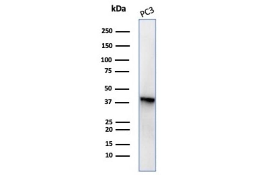 Western Blot - Anti-Maspin Antibody [SERPINB5/4977] - BSA and Azide free (A278334) - Antibodies.com