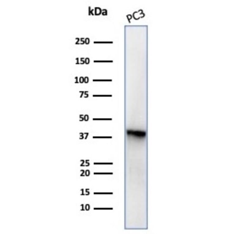 Western Blot - Anti-Maspin Antibody [SERPINB5/4977] - BSA and Azide free (A278334) - Antibodies.com