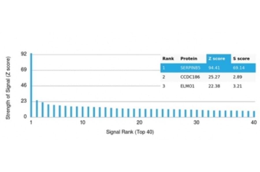 Protein Array - Anti-Maspin Antibody [SERPINB5/4977] - BSA and Azide free (A278334) - Antibodies.com