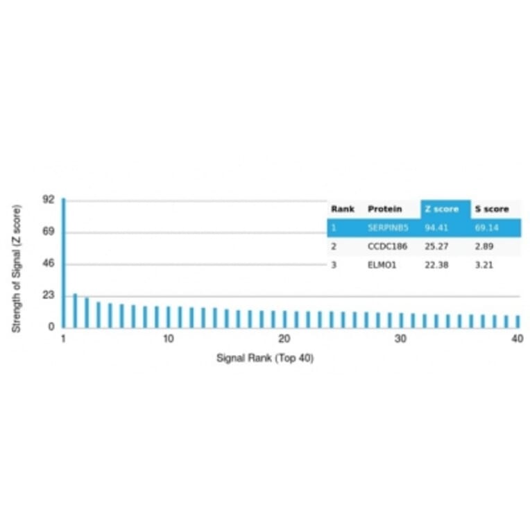 Protein Array - Anti-Maspin Antibody [SERPINB5/4977] - BSA and Azide free (A278334) - Antibodies.com
