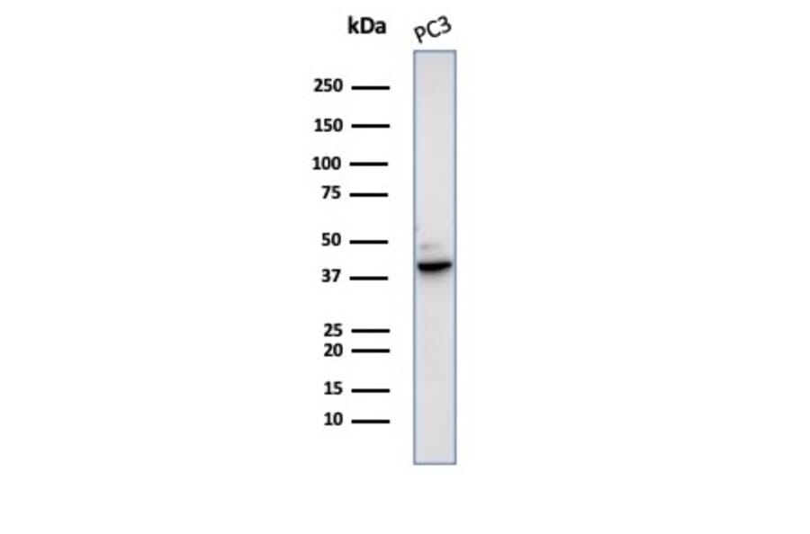 Western Blot - Anti-Maspin Antibody [SERPINB5/4979] - BSA and Azide free (A278335) - Antibodies.com