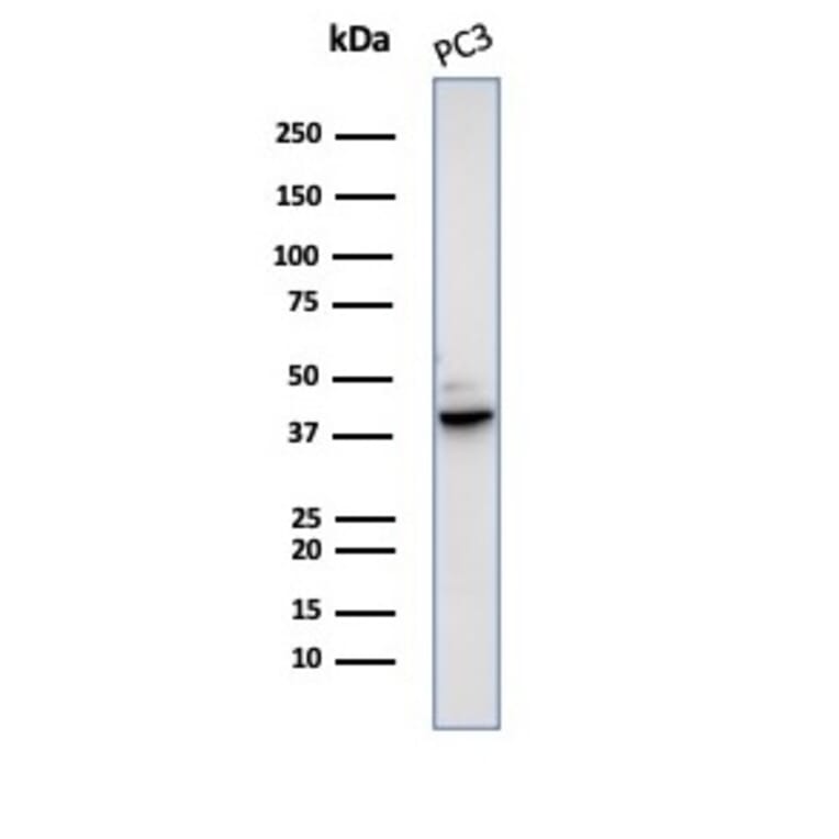 Western Blot - Anti-Maspin Antibody [SERPINB5/4979] - BSA and Azide free (A278335) - Antibodies.com