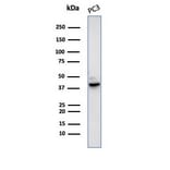 Western Blot - Anti-Maspin Antibody [SERPINB5/4979] - BSA and Azide free (A278335) - Antibodies.com