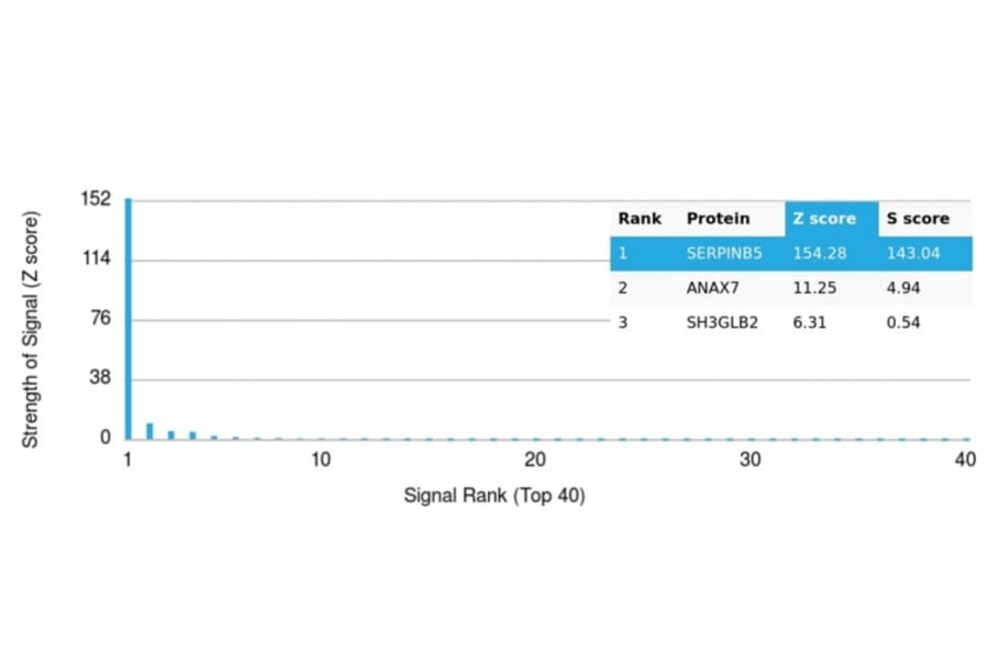 Protein Array - Anti-Maspin Antibody [SERPINB5/4979] - BSA and Azide free (A278335) - Antibodies.com