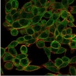 Immunofluorescence - Anti-BCL11A Antibody [PCRP-BCL11A-1G10] - BSA and Azide free (A278338) - Antibodies.com