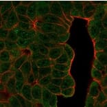 Immunofluorescence - Anti-BCL11A Antibody [PCRP-BCL11A-1H3] - BSA and Azide free (A278339) - Antibodies.com