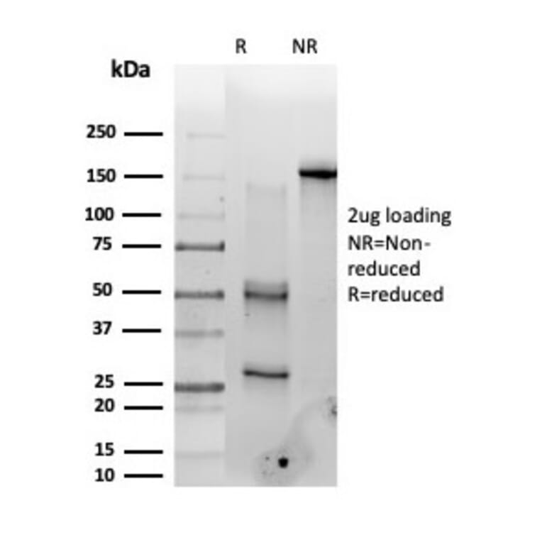 SDS-PAGE - Anti-PMS1 Antibody [PCRP-PMS1-2E11] - BSA and Azide free (A278340) - Antibodies.com