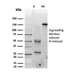 SDS-PAGE - Anti-PMS1 Antibody [PCRP-PMS1-2E11] - BSA and Azide free (A278340) - Antibodies.com