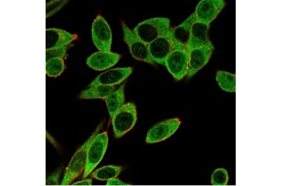 Immunofluorescence - Anti-PMS1 Antibody [PCRP-PMS1-2E11] - BSA and Azide free (A278340) - Antibodies.com
