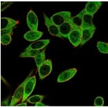 Immunofluorescence - Anti-PMS1 Antibody [PCRP-PMS1-2E11] - BSA and Azide free (A278340) - Antibodies.com